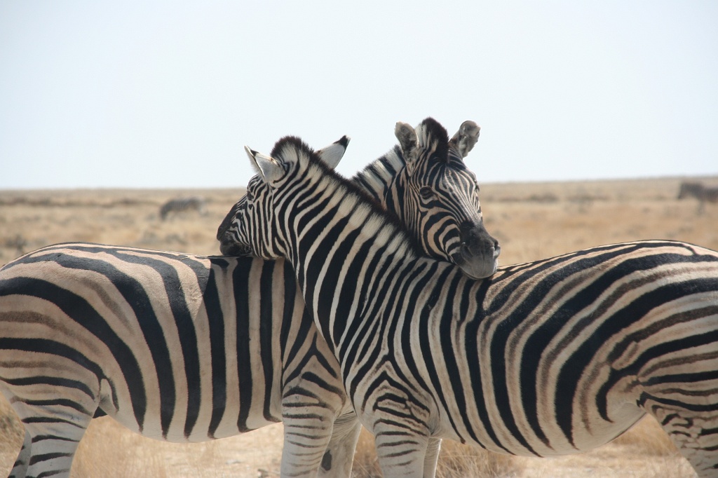 Namibia (14)